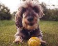 Puppa in der Jungferheide (6,9 MB)