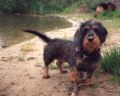 Puppa am Tegeler See (9,4 MB)